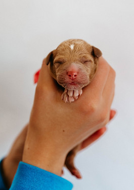 Bentleys Lucky litter - Bailey.jpg
