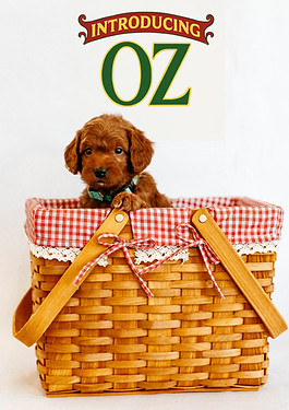 Oz.jpg