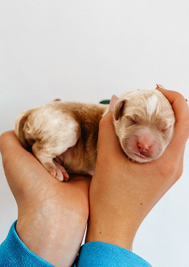 Bentleys Lucky litter - Finn-2.jpg