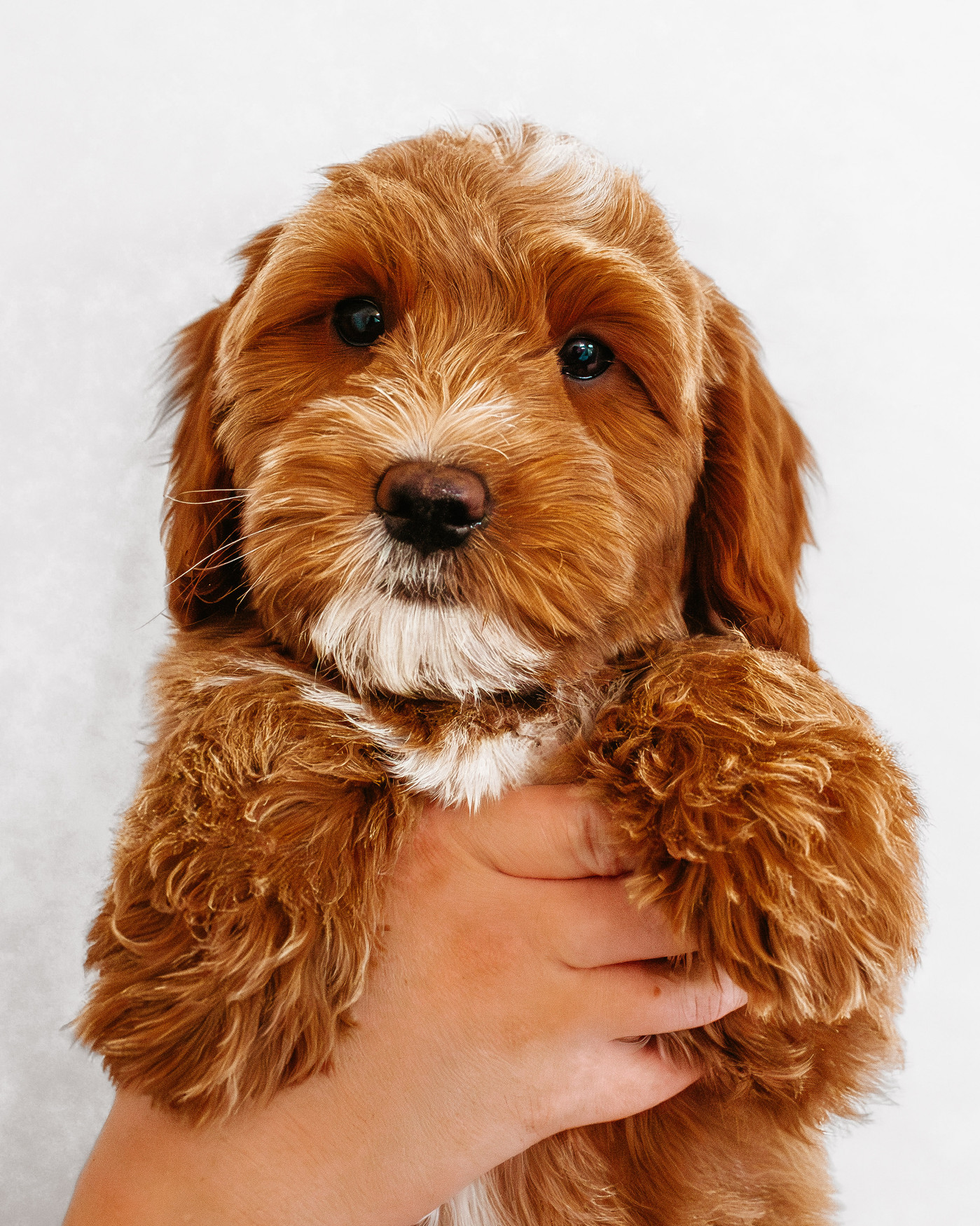 Gretel, doodle puppy for sale from Dennett's Doodles near St. George, Utah (photo 2)