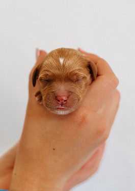 Bentleys Lucky litter - Dublin.jpg