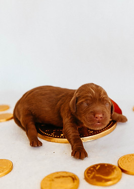Bentleys Lucky litter - Rory-4.jpg