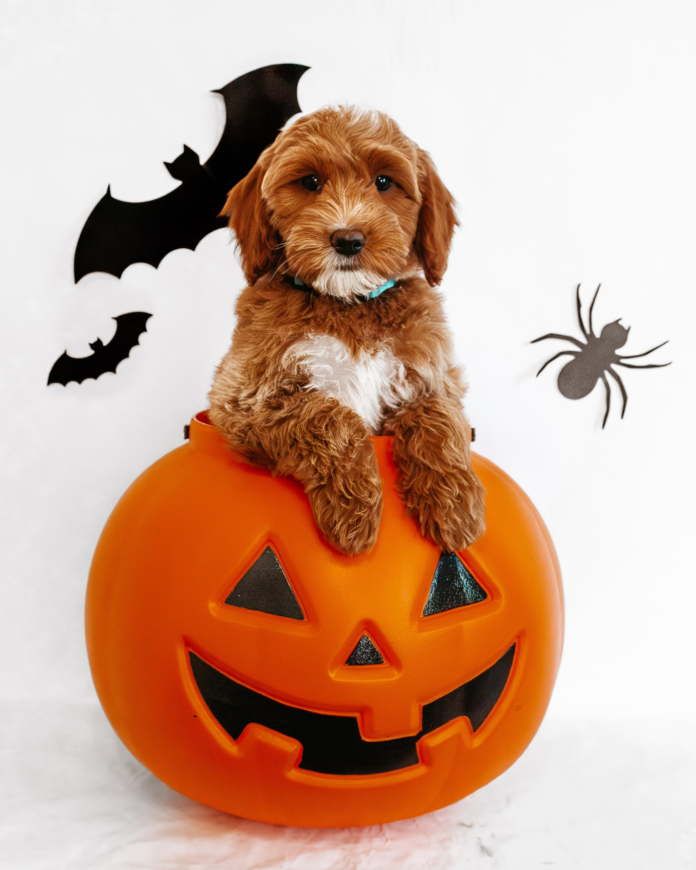 Gretel, doodle puppy for sale from Dennett's Doodles near St. George, Utah