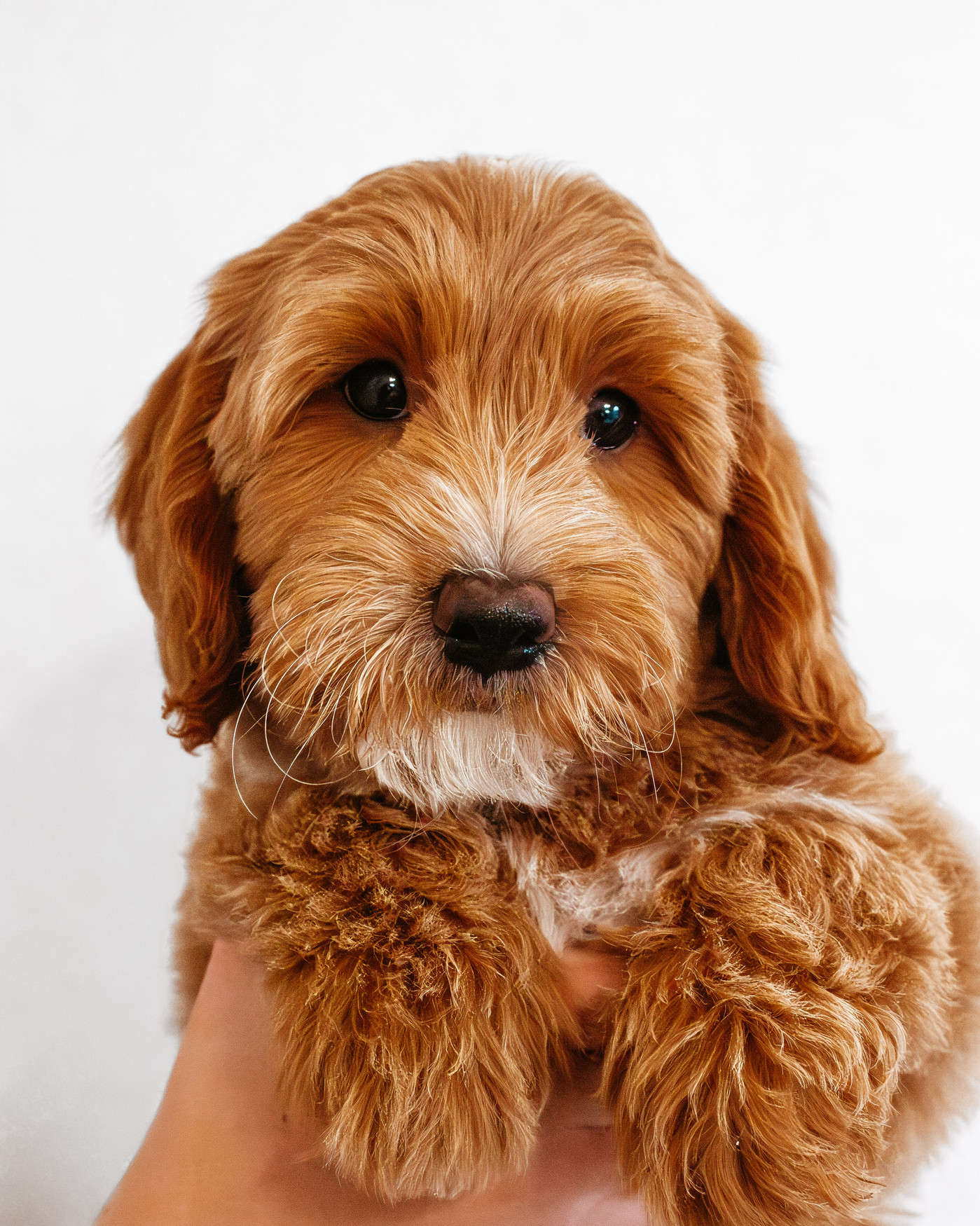 The Poky Little Puppy-2.jpg