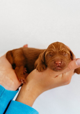 Bentleys Lucky litter - Rory-2.jpg