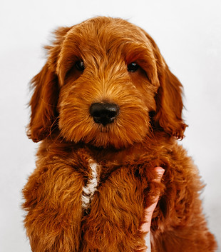 George-2.jpg