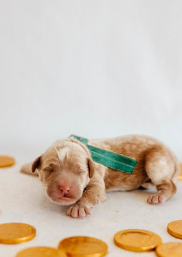 Bentleys Lucky litter - Finn-3.jpg