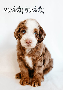 Muddy Buddy-1.jpg