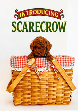 Scarecrow.jpg