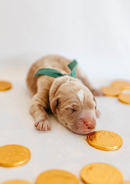 Bentleys Lucky litter - Finn-4.jpg