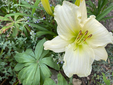 Heidi_Erin_Flower.jpg