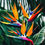 Thumbnail: Birds of Paradise