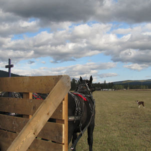 Wide Open Spaces - The view from the Hall's Reins and Manes hay wagon pulled by a team of black Percherons holds the beauty of the Potomac Valley in the grazed hay fields and rolling clouds.