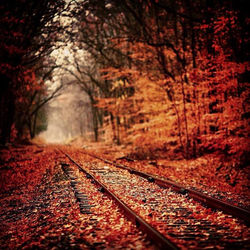 Facebook - #fall #trees #love #october