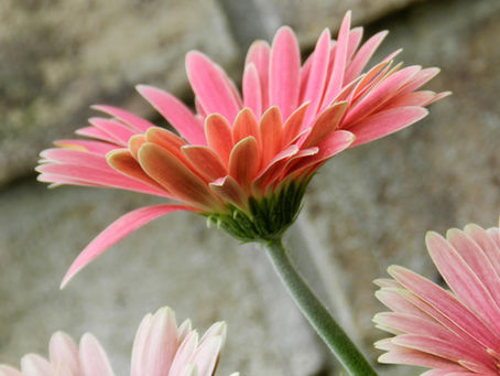 ワークショップのお知らせ@大阪