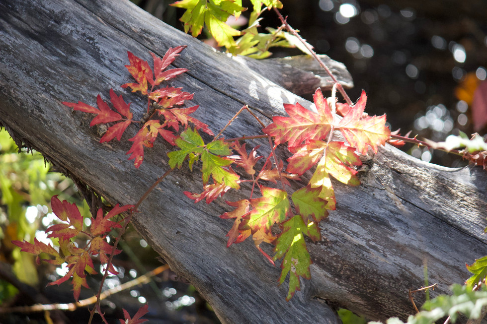 Fall hike in Bend