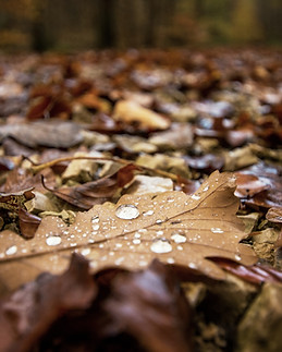 Wet Autumn Leaves_edited.jpg