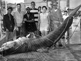 shark 1956