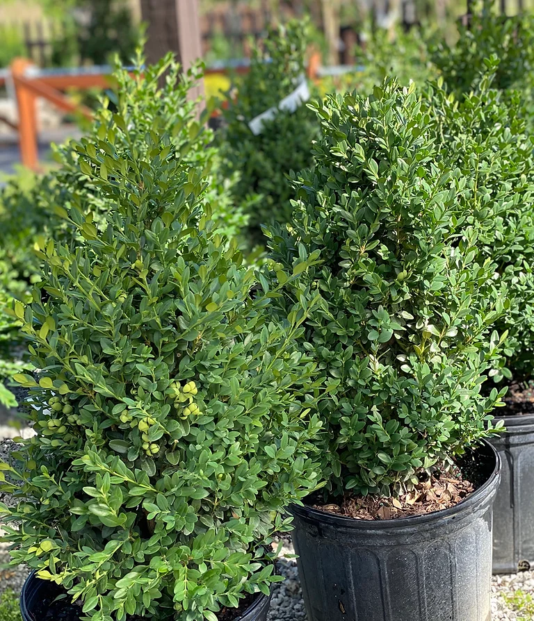 Green Mountain Boxwood