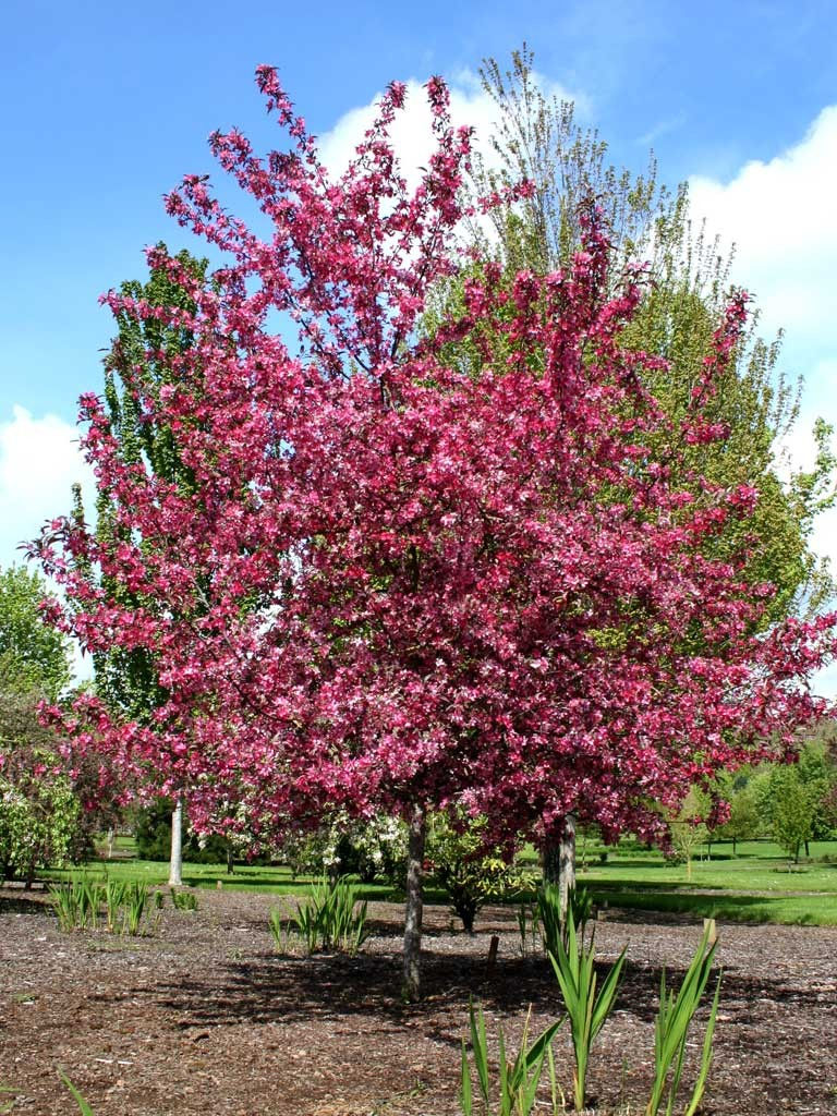 Malus Crabapple