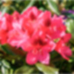 Rhododendron 'Nova Zembla'