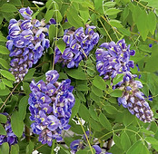 Wisteria 'Amethyst Falls'.jpg