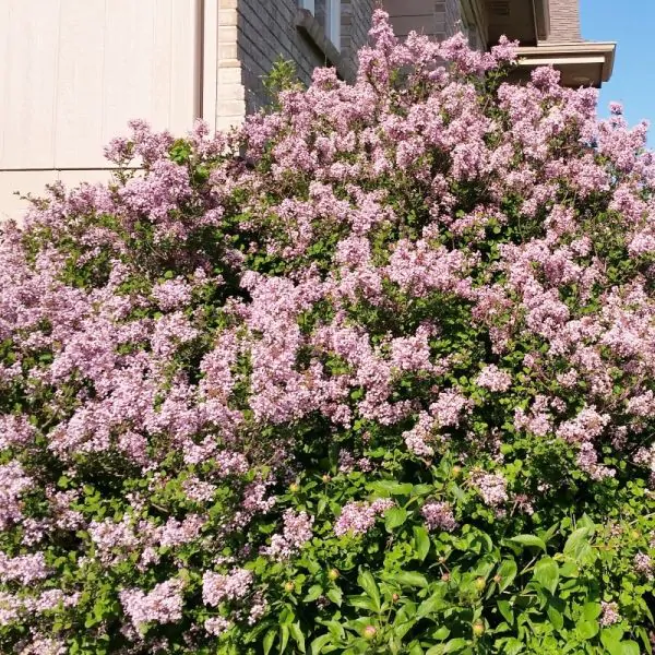 Dwarf Korean Lilac (Syringa meyeri ‘Palibin’)