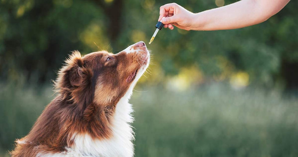 CANNABIS MEDICINAL PARA MASCOTAS: VETERINARIOS