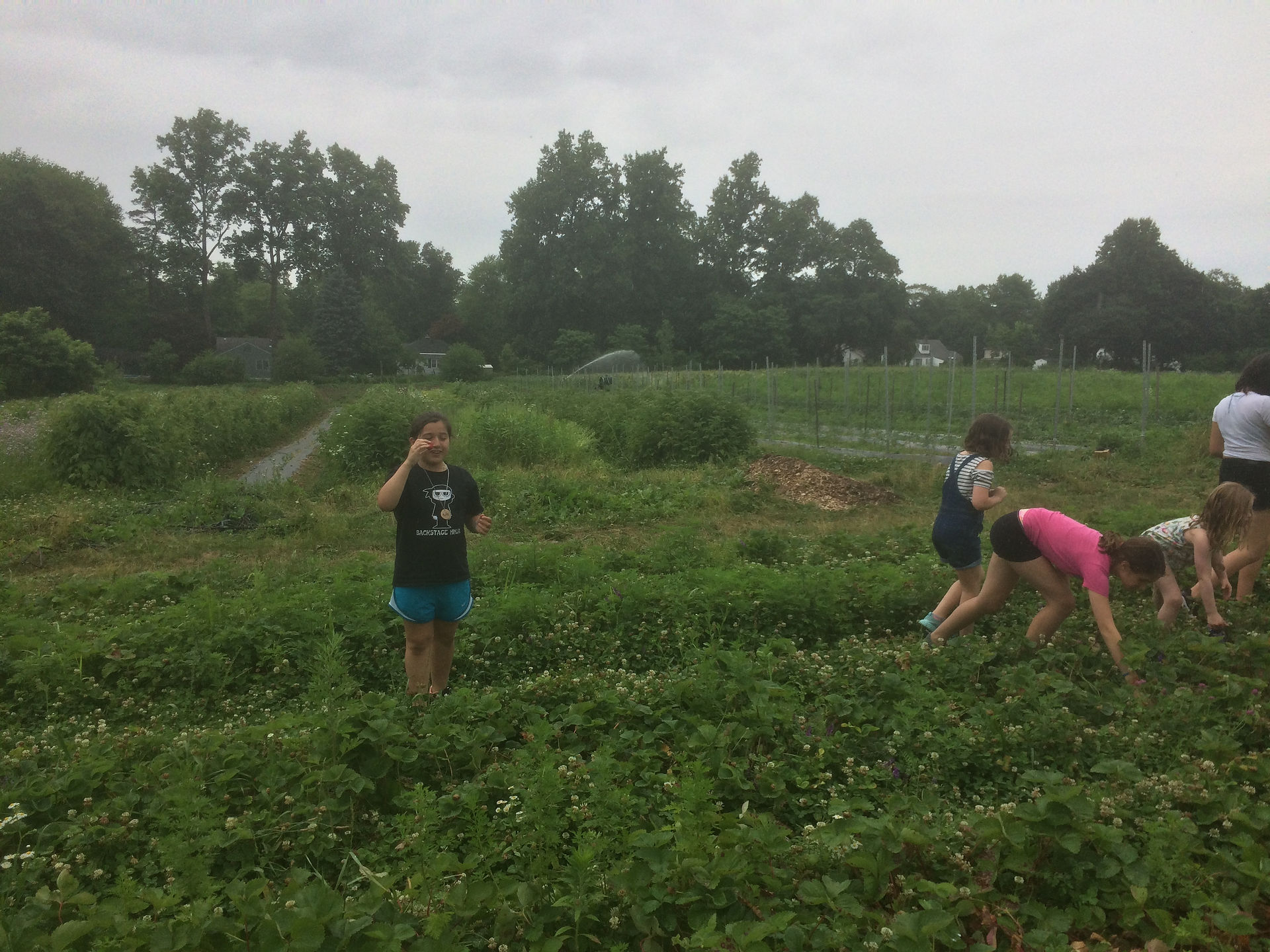 Picking berries