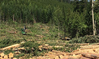 summer-logging.jpg