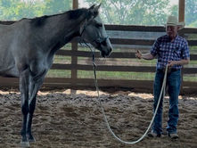 The First Tool You Have to Communicate with Your Horse Is Your Energy