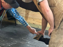 Horse-man-ship Mentality –Unraveling Distortion in Horse’s Foot