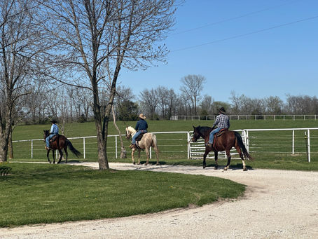 Spring Horse Training Tips to Build Confidence. Asking the right questions before you get in the saddle.