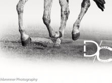Riding With Feel: Meeting the Horse Where He Is