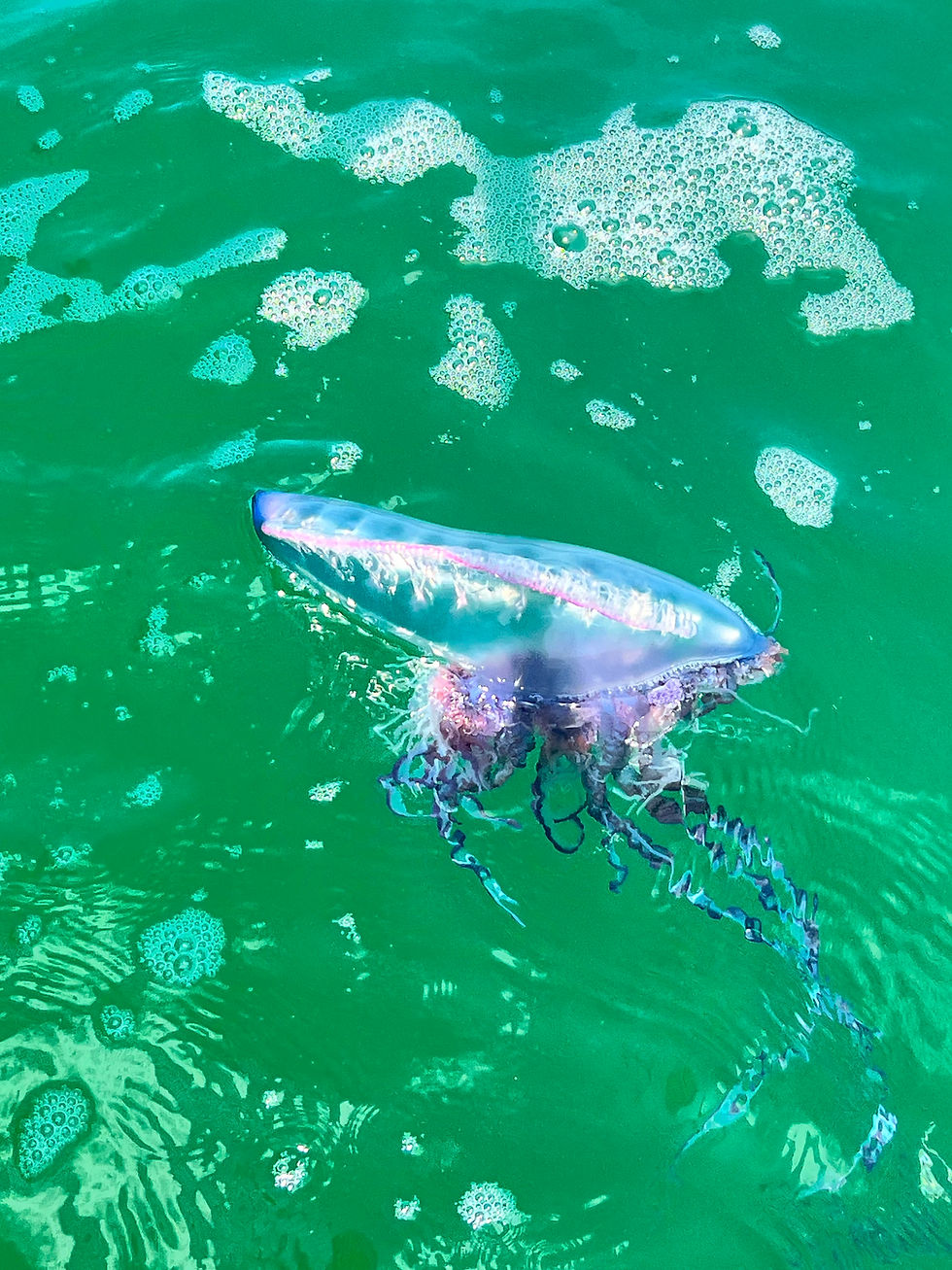 Portuguese man o' war in Panama City Beach Marine Life Guide