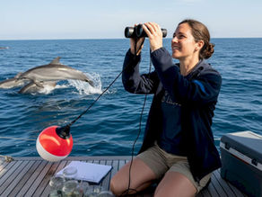 Marine biologist deploying hydrophone near dolphins