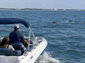 Dolphins observed from a respectful distance