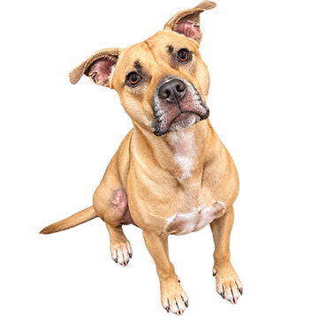 beau den to disciplined virutal dog training nina sorenson orlando central fl dog trainer.