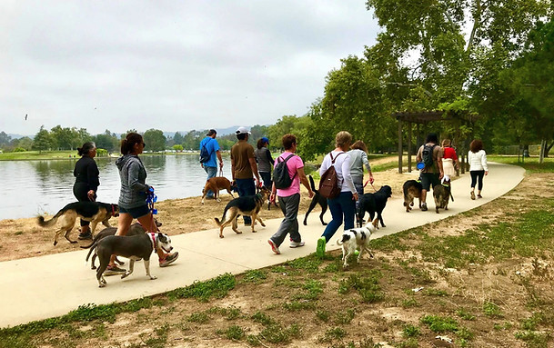 Dog Obedience Classes Chatsworth
