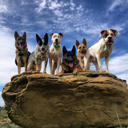 Dog Obedience Canoga Park