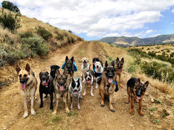 Dog Obedience Calabasas