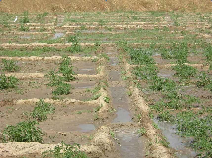 Irrigation