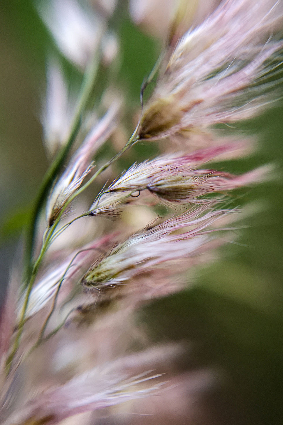 2019-02-14-detalhe-mato-rosa-2