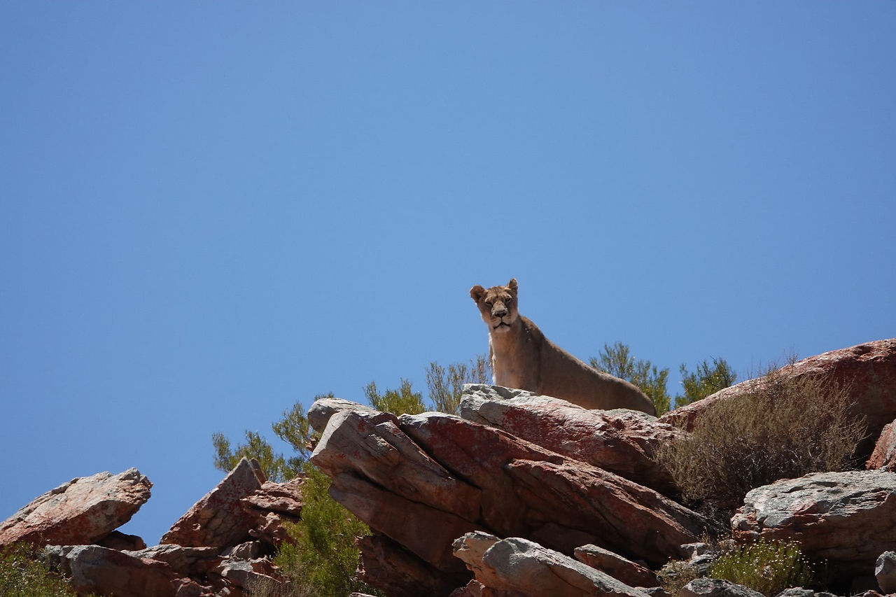 a mountain lion stands on a cliff above