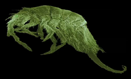 A glimpse into the wild kingdom beneath our feet: Collembola (springtails) and mites play vital roles in recycling nutrients and building healthy soil.