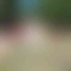 Ducks walking out of a pickup going toward a field with two farmers on either side. ofthem