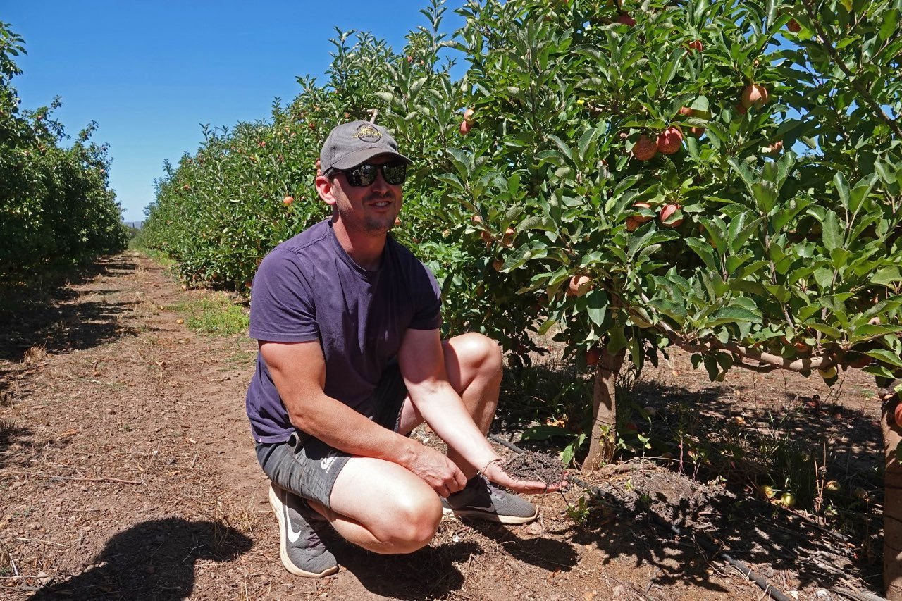 a man kneels by an apple orchard