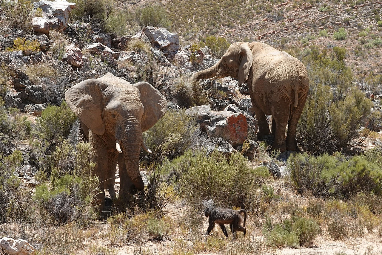 Elephants and a baboon in the wild