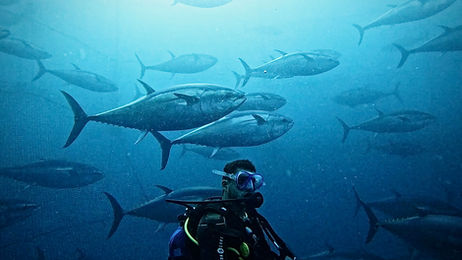 Underwater Videography 