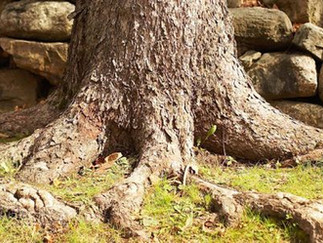 Roots Roots Roots!